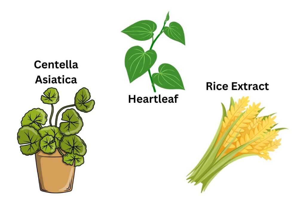 Ingredients to Look for in Korean Skincare for Sensitive Skin